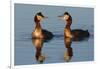 Red Necked Grebes Calling-Ken Archer-Framed Photographic Print
