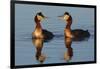 Red Necked Grebes Calling-Ken Archer-Framed Photographic Print