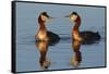 Red Necked Grebes Calling-Ken Archer-Framed Stretched Canvas