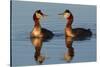 Red Necked Grebes Calling-Ken Archer-Stretched Canvas