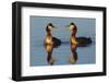 Red Necked Grebes Calling-Ken Archer-Framed Photographic Print