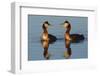 Red Necked Grebes Calling-Ken Archer-Framed Photographic Print