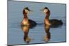 Red Necked Grebes Calling-Ken Archer-Mounted Photographic Print