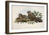 Red-Necked Nightjar (Caprimulgus Ruficollis)-John Gould-Framed Giclee Print