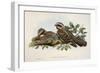 Red-Necked Nightjar (Caprimulgus Ruficollis)-John Gould-Framed Giclee Print