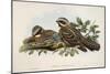 Red-Necked Nightjar (Caprimulgus Ruficollis)-John Gould-Mounted Giclee Print