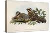 Red-Necked Nightjar (Caprimulgus Ruficollis)-John Gould-Stretched Canvas