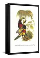 Red Necked or Double Collared Aracari-John Gould-Framed Stretched Canvas