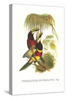 Red Necked or Double Collared Aracari-John Gould-Stretched Canvas
