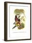 Red Necked or Double Collared Aracari-John Gould-Framed Art Print