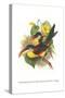 Red Necked or Double Collared Aracari-John Gould-Stretched Canvas