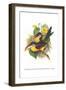 Red Necked or Double Collared Aracari-John Gould-Framed Art Print