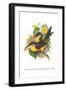 Red Necked or Double Collared Aracari-John Gould-Framed Art Print