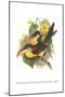 Red Necked or Double Collared Aracari-John Gould-Mounted Art Print
