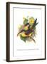 Red Necked or Double Collared Aracari-John Gould-Framed Art Print