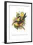 Red Necked or Double Collared Aracari-John Gould-Framed Art Print