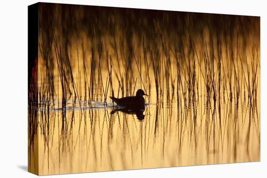 Red-Necked Phalarope (Phalaropus Lobatus) on Water Silhouetted, Thingeyjarsyslur, Iceland, June-Bergmann-Stretched Canvas