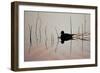 Red-Necked Phalarope (Phalaropus Lobatus) on Water, Silhouetted, Thingeyjarsyslur, Iceland, June-Bergmann-Framed Photographic Print