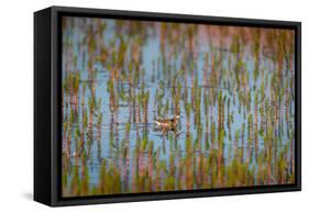 Red-Necked Phalarope (Phalaropus Lobatus), Sandgerdi, Iceland-null-Framed Stretched Canvas