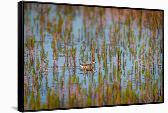 Red-Necked Phalarope (Phalaropus Lobatus), Sandgerdi, Iceland-null-Framed Stretched Canvas