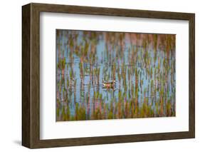 Red-Necked Phalarope (Phalaropus Lobatus), Sandgerdi, Iceland-null-Framed Photographic Print