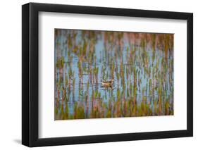 Red-Necked Phalarope (Phalaropus Lobatus), Sandgerdi, Iceland-null-Framed Photographic Print