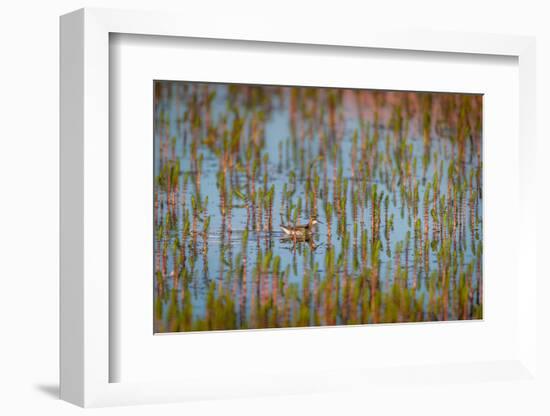 Red-Necked Phalarope (Phalaropus Lobatus), Sandgerdi, Iceland-null-Framed Photographic Print