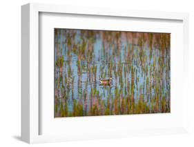 Red-Necked Phalarope (Phalaropus Lobatus), Sandgerdi, Iceland-null-Framed Photographic Print