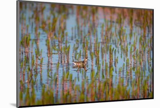 Red-Necked Phalarope (Phalaropus Lobatus), Sandgerdi, Iceland-null-Mounted Photographic Print