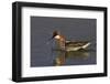 Red-Necked Phalarope-Ken Archer-Framed Photographic Print