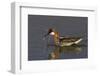 Red-Necked Phalarope-Ken Archer-Framed Photographic Print