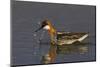 Red-Necked Phalarope-Ken Archer-Mounted Photographic Print