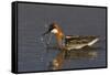 Red-Necked Phalarope-Ken Archer-Framed Stretched Canvas