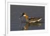 Red-Necked Phalarope-Ken Archer-Framed Photographic Print