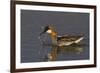 Red-Necked Phalarope-Ken Archer-Framed Photographic Print