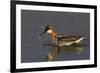 Red-Necked Phalarope-Ken Archer-Framed Photographic Print