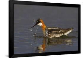 Red-Necked Phalarope-Ken Archer-Framed Photographic Print