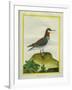 Red-Necked Phalarope-Georges-Louis Buffon-Framed Giclee Print