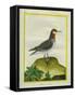 Red-Necked Phalarope-Georges-Louis Buffon-Framed Stretched Canvas