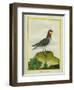 Red-Necked Phalarope-Georges-Louis Buffon-Framed Giclee Print