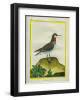 Red-Necked Phalarope-Georges-Louis Buffon-Framed Giclee Print