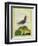 Red-Necked Phalarope-Georges-Louis Buffon-Framed Giclee Print