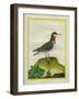 Red-Necked Phalarope-Georges-Louis Buffon-Framed Giclee Print