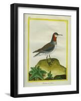 Red-Necked Phalarope-Georges-Louis Buffon-Framed Giclee Print