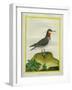 Red-Necked Phalarope-Georges-Louis Buffon-Framed Giclee Print