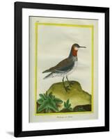 Red-Necked Phalarope-Georges-Louis Buffon-Framed Premium Giclee Print