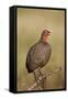 Red-Necked Spurfowl (Red-Necked Francolin) (Francolinus Afer) (Pternistes Afer) Calling-James Hager-Framed Stretched Canvas