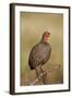 Red-Necked Spurfowl (Red-Necked Francolin) (Francolinus Afer) (Pternistes Afer) Calling-James Hager-Framed Photographic Print