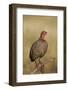 Red-Necked Spurfowl (Red-Necked Francolin) (Francolinus Afer) (Pternistes Afer) Calling-James Hager-Framed Photographic Print