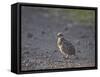 Red-Necked Spurfowl (Red-Necked Francolin) (Francolinus Afer) (Pternistes Afer) Chick-James Hager-Framed Stretched Canvas